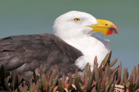 Pacific Gull (Larus pacificus)